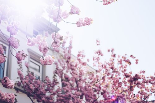 Free Lush cherry blossoms bloom against a bright spring sky in Bonn, Germany. Stock Photo