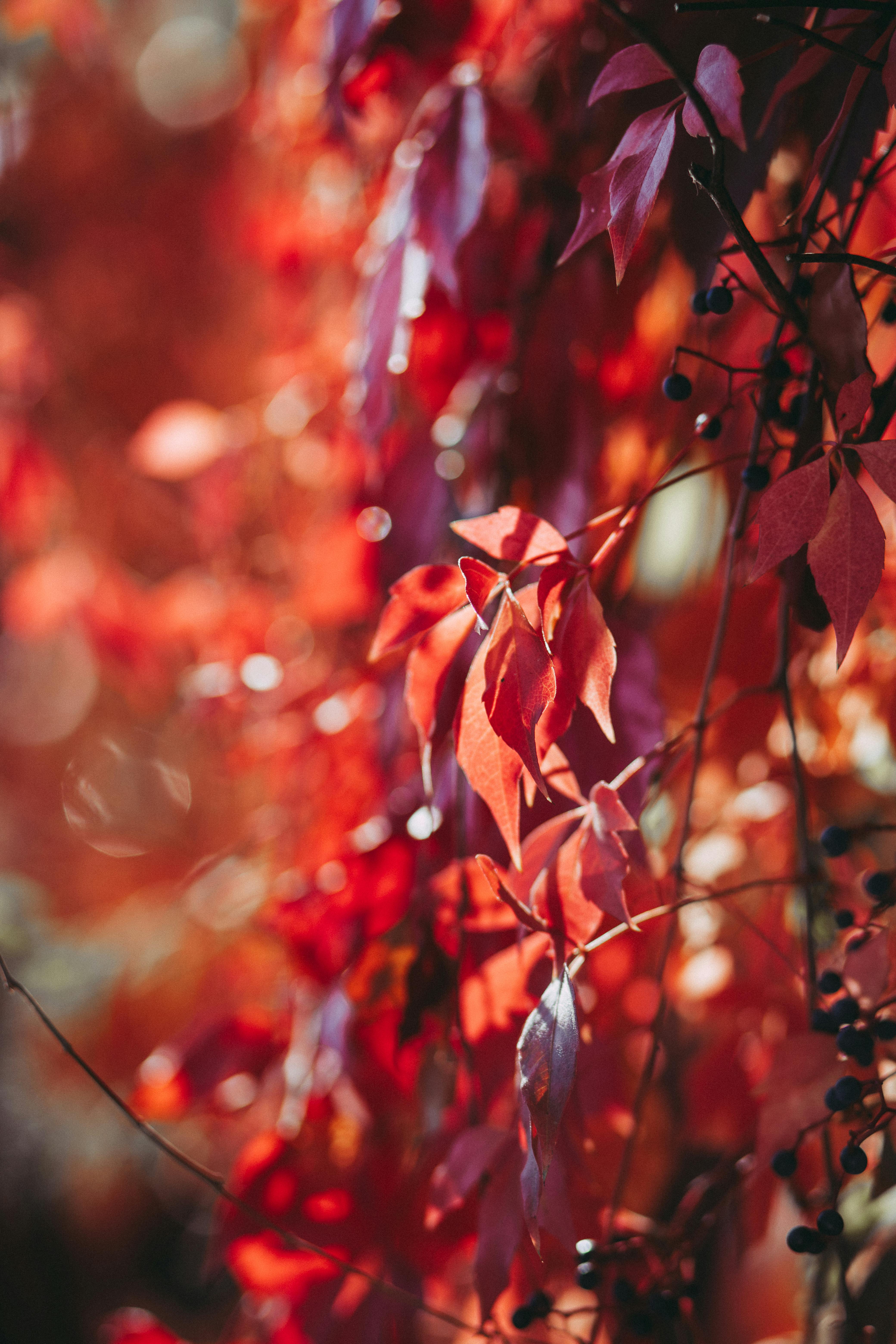 red blurred background