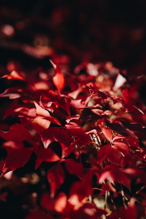 免费 红叶植物的选择性聚焦摄影 素材图片