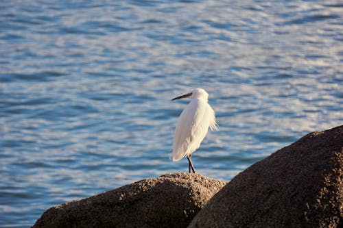 White Bird Standing on a Rock by the Sea 