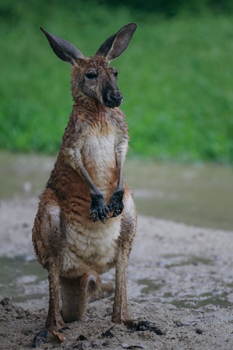 Kangaroo On Mud