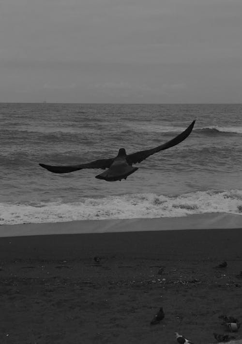 Bird Flying over Sea Shore
