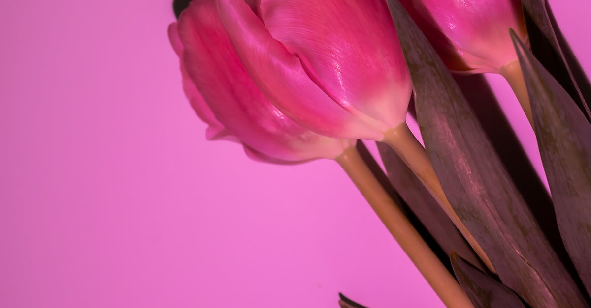 Aesthetic arrangement of pink tulips with soft shadows on a pastel pink background.