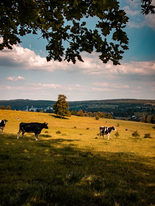 垂直拍摄, 奶牛, 牧場 的 免费素材图片