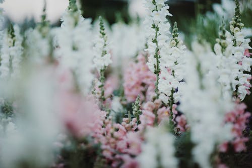бесплатная Белые и розовые цветы с лепестками Стоковое фото