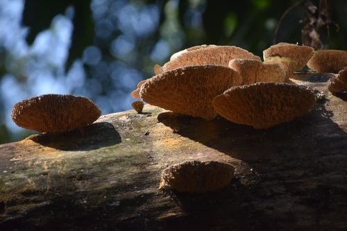 Free Close-up of brown fungi growing on a sunlit tree trunk in a forest setting. Stock Photo
