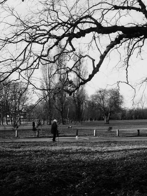 Black and white photograph of a park scene with bare winter trees and a person walking a dog.
