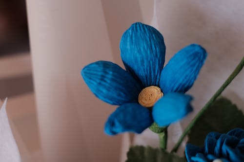 Gratis arkivbilde med anlegg, blå, blomst