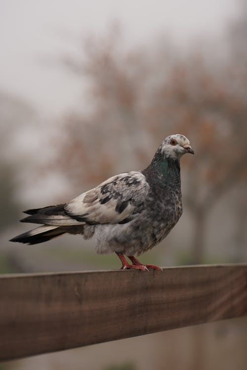 Close up of Pigeon