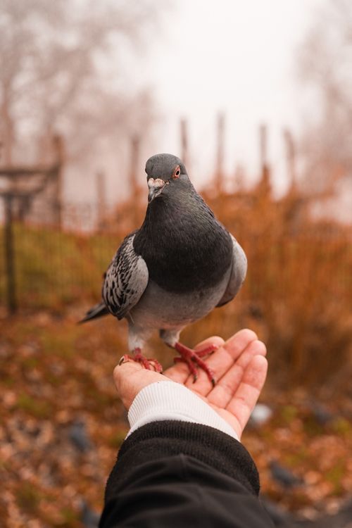 Free Close-up of a pigeon perched on a hand in a foggy Bristol park, capturing a warm autumn atmosphere. Stock Photo