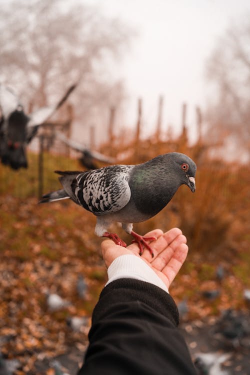 Pigeon on Hand