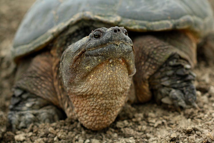 Portrait Of A Big Turtle 