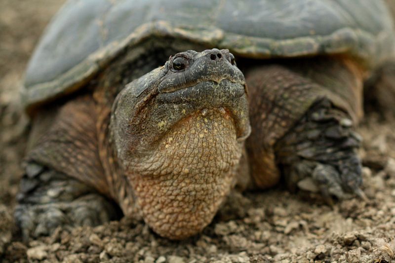 Common Snapping Turtle News: Behavior, Ecology, and Facts