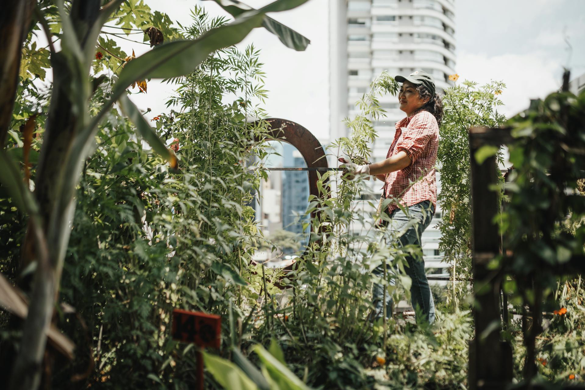 A woman gardener enjoying her time in a lush urban rooftop garden surrounded by skyscrapers.