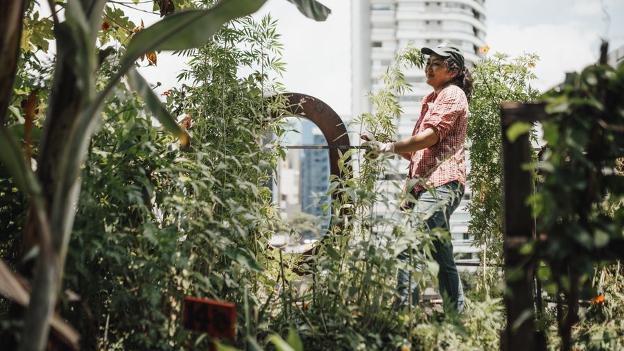 Switching to Organic Gardening: The Honest Tradeoffs