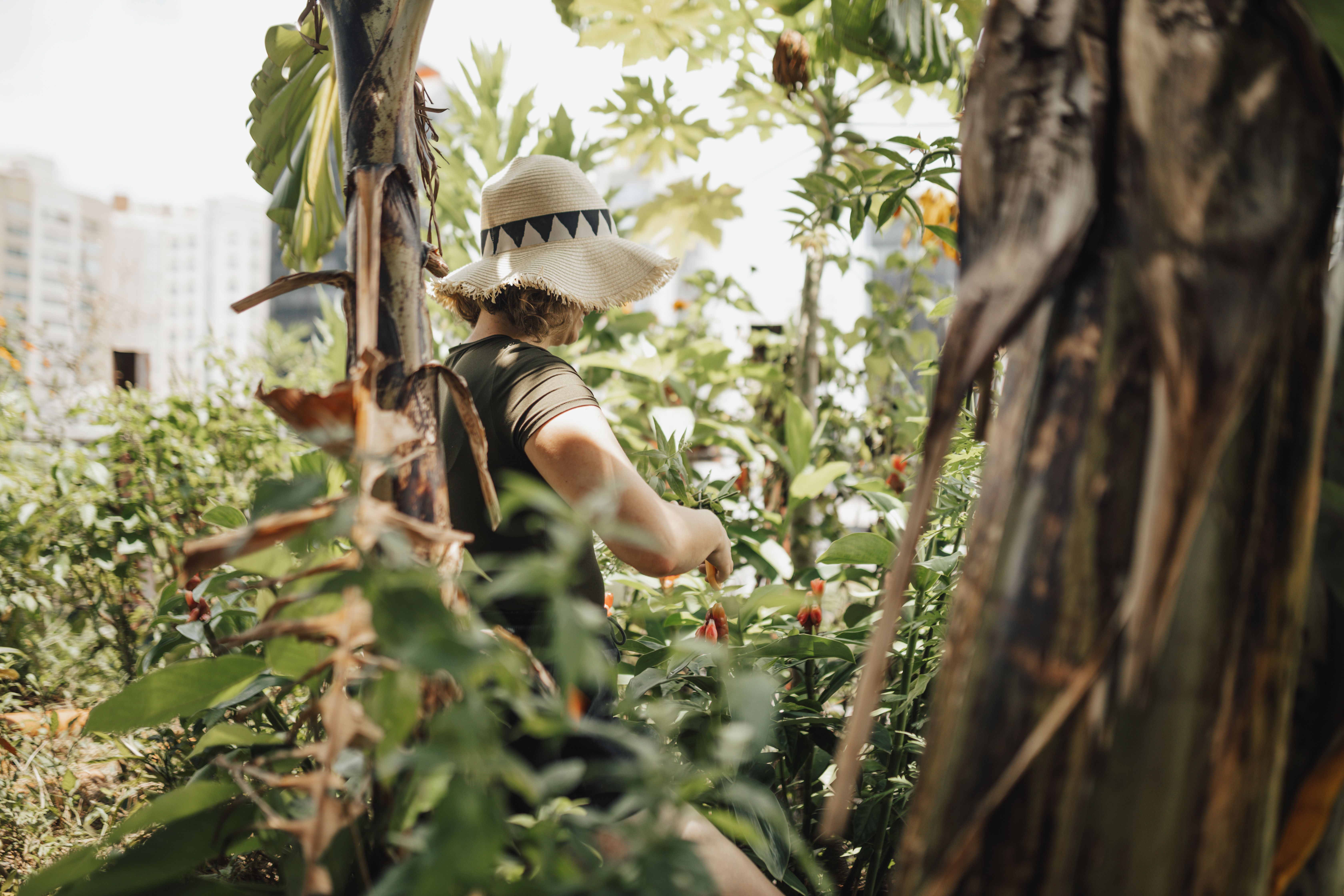 More than Gardening, Urban Agriculture is an Investment in Resilience — Photo by Matheus Bertelli on Pexels