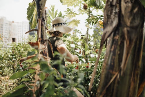 모자, 성장, 식물의 무료 스톡 사진