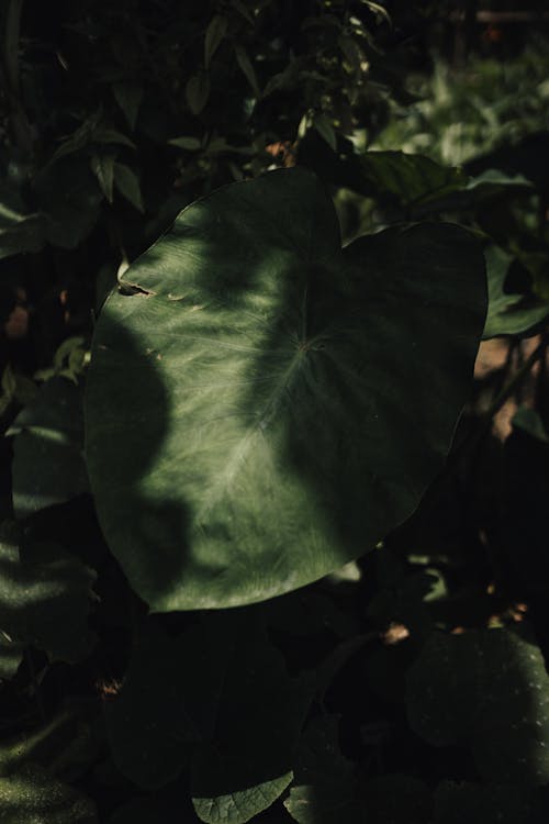 Photo of a Green Leaf 