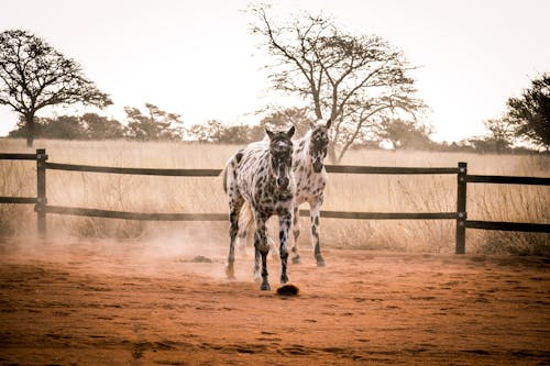 Horses Walking on Dirt Ground