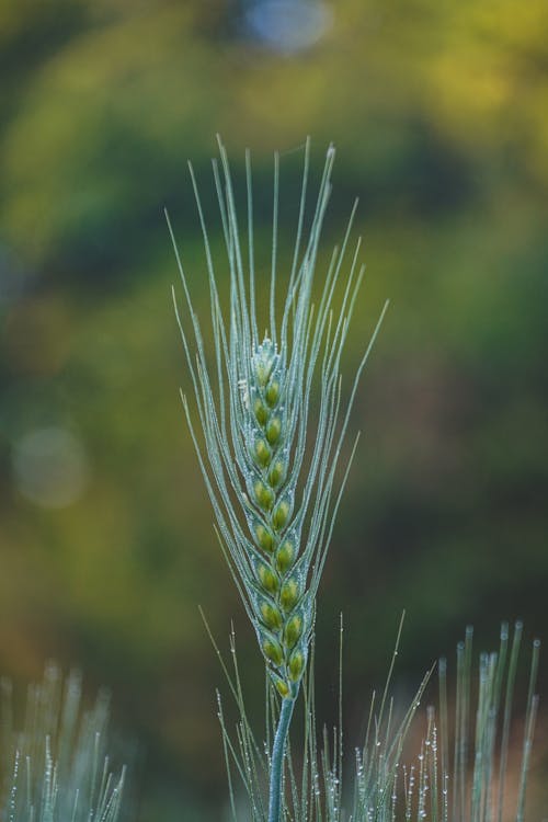 Close up of Green Grain
