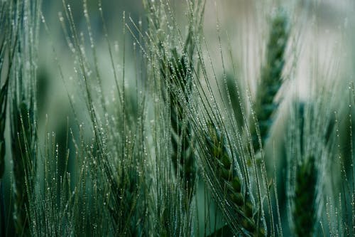 Raindrops on Green Grain