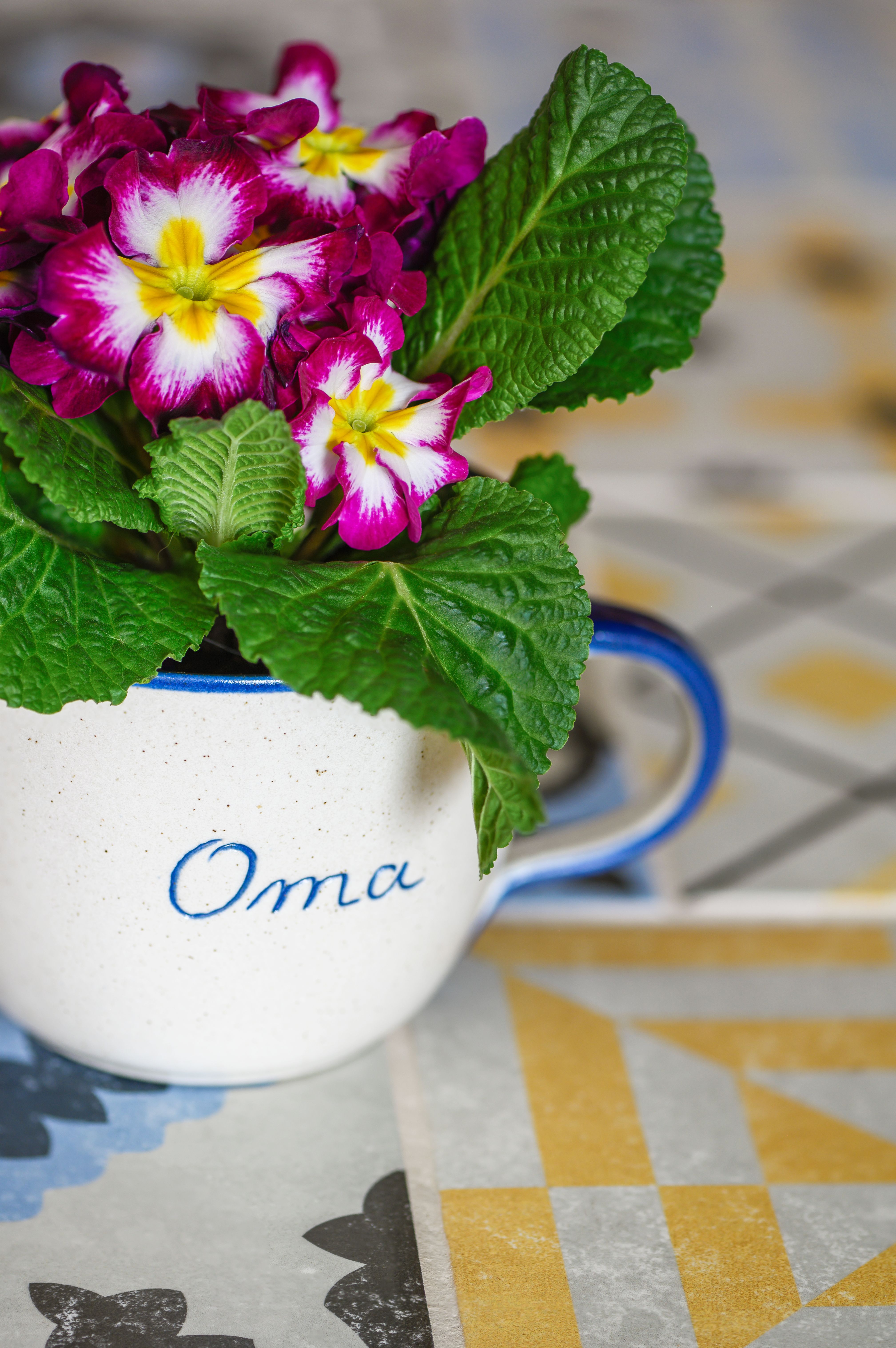 Meilleures photos sur le th me oma webmail t l chargement gratuit