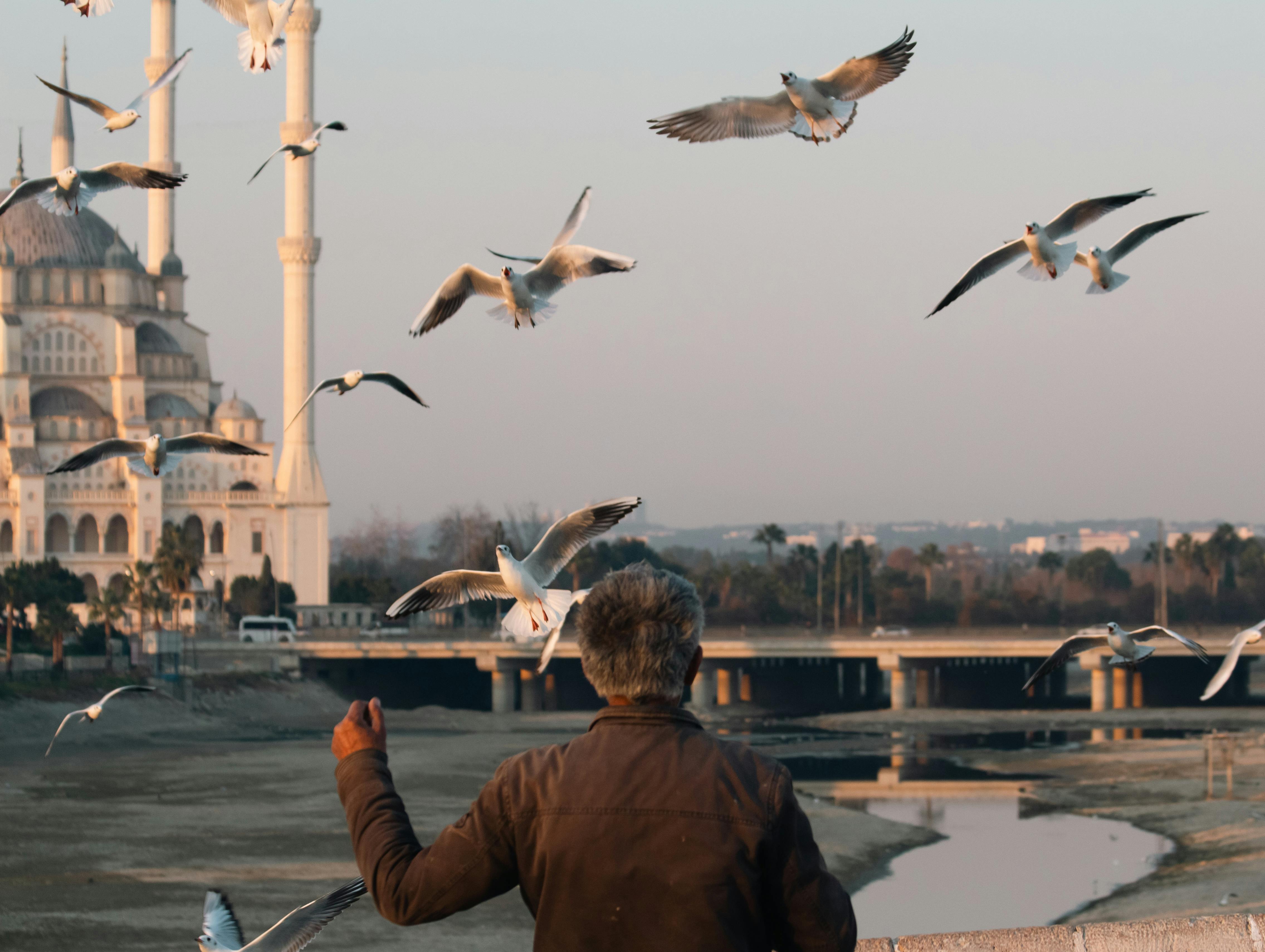 A senior man feeds seagulls in front of a majestic mosque during the day.