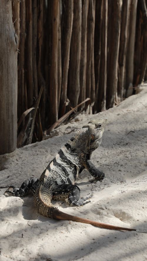 Free Black spiny-tailed iguana basking in the sun on a sandy path in Tulum, Mexico. Stock Photo