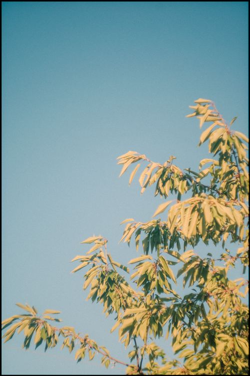 Free A tranquil tree branch with green leaves set against a clear blue sky, capturing the essence of nature. Stock Photo