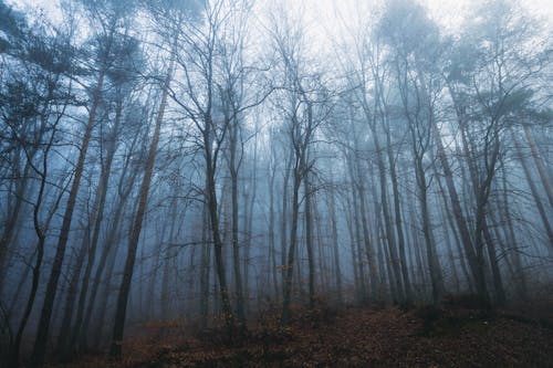 無料 木, 森の中, 森林の無料の写真素材 写真素材