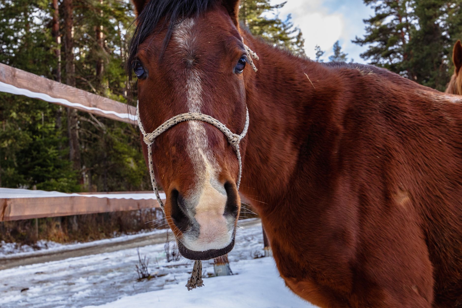 Veterinarian examining a horse during a checkup