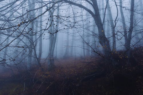 無料 森の中, 森林, 葉のないの無料の写真素材 写真素材
