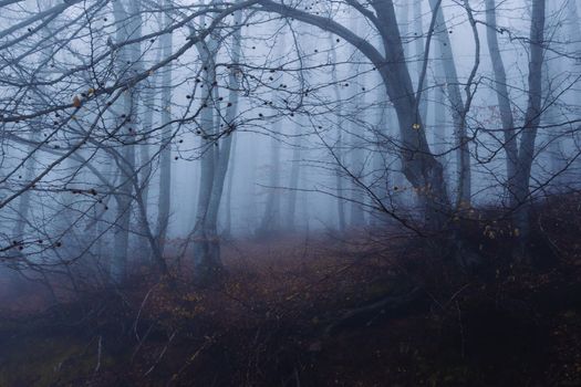 Eerie forest scene with leafless trees shrouded in thick fog, creating a misty, mysterious atmosphere.