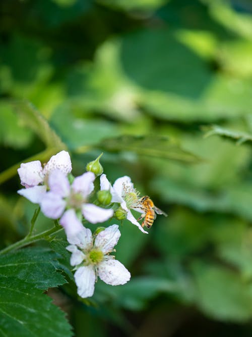 Honey Bee Blackberry Flower