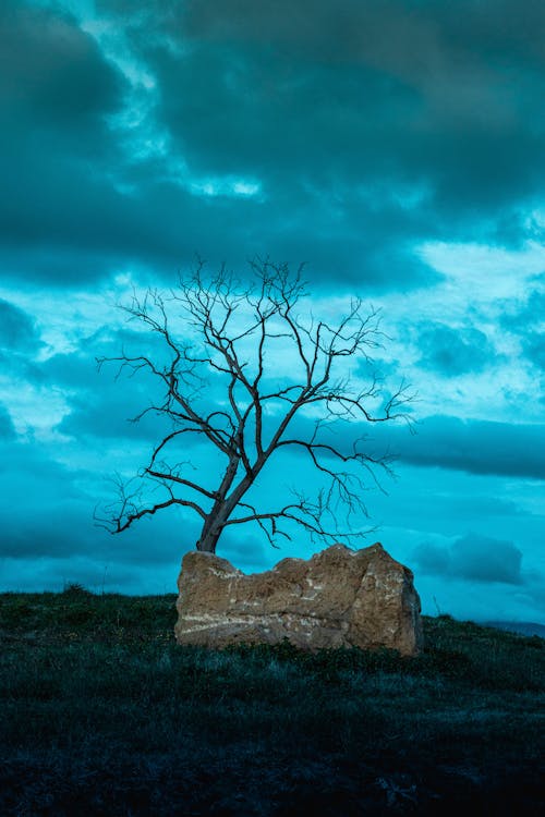 Foto profissional grátis de árvore, azul-escuro, cena