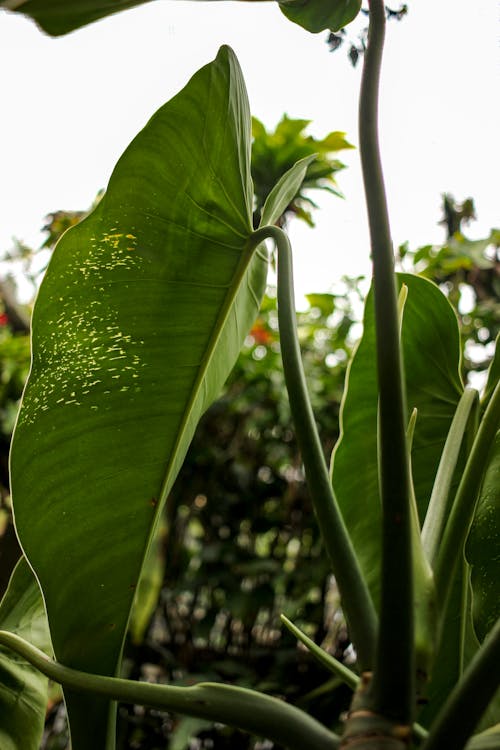 Bamboo Leaves in a Jungle 