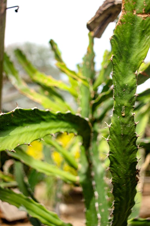 Ingyenes stockfotó agava, botanikus, egzotikus témában