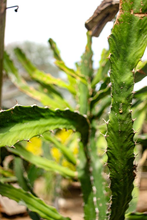 Kostnadsfri bild av agava, botaniska, exotisk