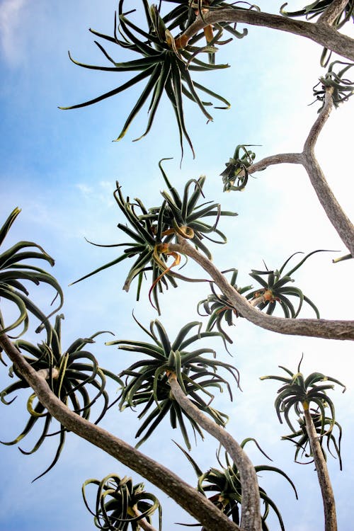 Kostnadsfri bild av aloe, aloe träd, Aloe Vera