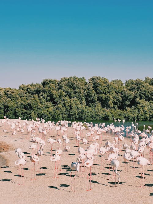 Ilmainen kuvapankkikuva tunnisteilla eläimet, flamingot, hiekka