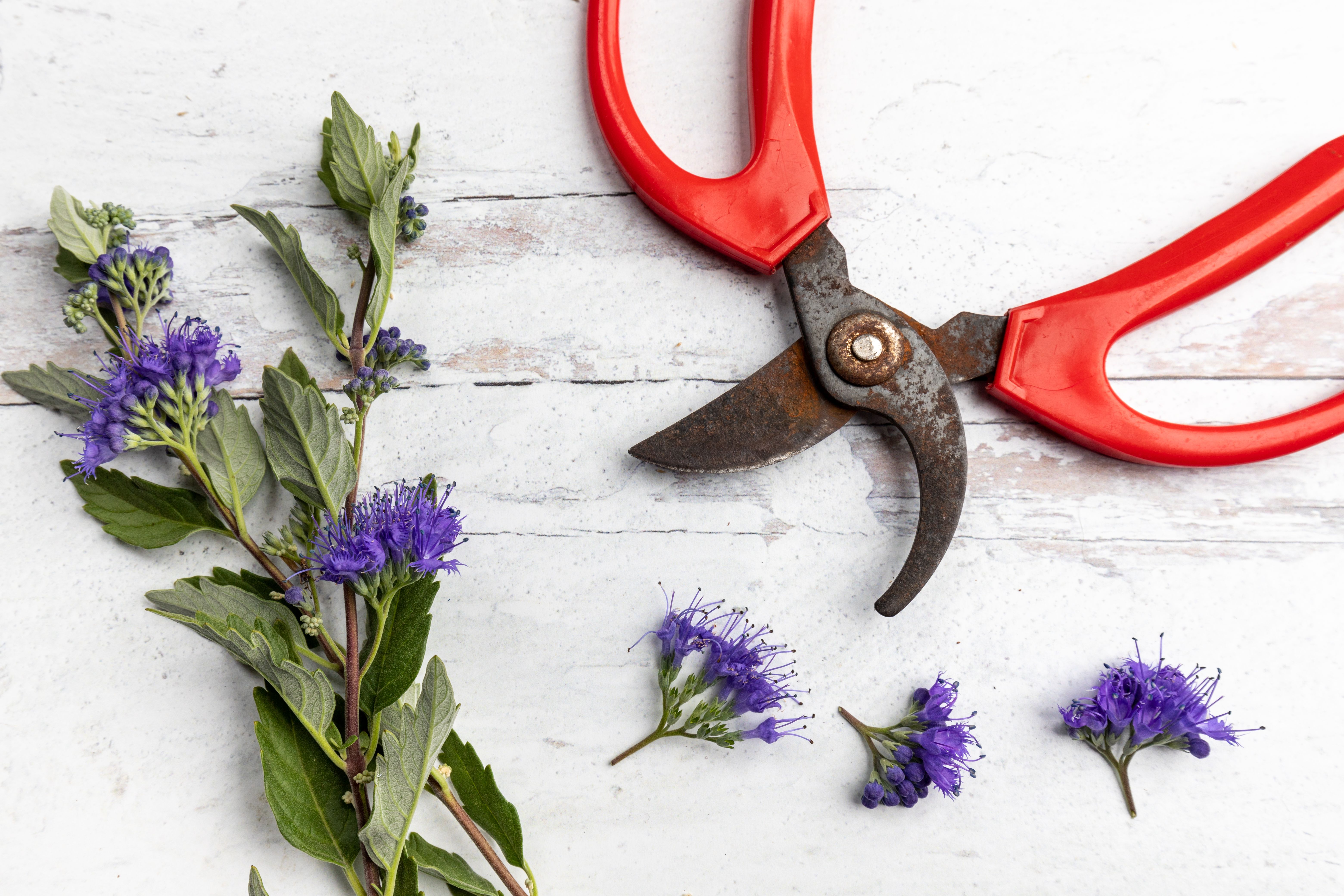 <p>Les <b>extensions de sécateurs</b> sont des investissements précieux pour tout professionnel ou amateur soucieux de la qualité de son travail en jardinage ou en arboriculture. Afin de maximiser l'efficacité et la durabilité de ces outils, il est impératif d'adopter des pratiques de maintenance et d'entretien adaptées. Un entretien régulier permet de maintenir les extensions en état optimal et de prévenir l'usure précoce, assurant ainsi une <b>performance constante</b> et fiable. Des vérifications régulières pour détecter tout signe de dommages ou d'usure permettent une intervention rapide et évitent des coûts de réparation ou de remplacement élevés.</p>
<p>Il est important de prendre en compte quelques facteurs essentiels pour prolonger la durée de vie de vos extensions de sécateurs. Le stockage approprié est crucial : les extensions doivent être stockées dans un environnement sec et propre pour éviter la rouille et la détérioration. De plus, les <i>conditions climatiques</i> et les variations de température peuvent également affecter le <b>matériau</b> des extensions, il est donc conseillé de les stocker dans un lieu à température ambiante.</p>
<p>Un entretien régulier est la clé pour garantir la fonctionnalité et la longévité de vos extensions de sécateurs. Le nettoyage doit être effectué avec soin après chaque utilisation, en veillant à retirer les résidus de sève, de poussière ou d'autres particules qui pourraient s'y accumuler. L'<b>affûtage</b> est également une étape importante : des lames bien affûtées améliorent la précision de la coupe et réduisent le risque d'endommager les plantes.</p>
<ul>
<li><b>Nettoyer</b> les lames après chaque utilisation pour enlever les résidus.</li>
<li>Effectuer un <i>affûtage</i> régulier des lames pour assurer des coupes nettes et précises.</li>
<li>Inspecter régulièrement les extensions pour détecter tout signe d'usure ou de dommage.</li>
<li><b>Lubrifier</b> les parties mobiles pour assurer un fonctionnement fluide et réduire l'usure.</li>
</ul>
<p>
