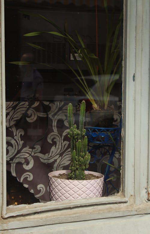 Cactus behind Window