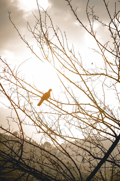 Free Sunlight over Bird on Tree Stock Photo