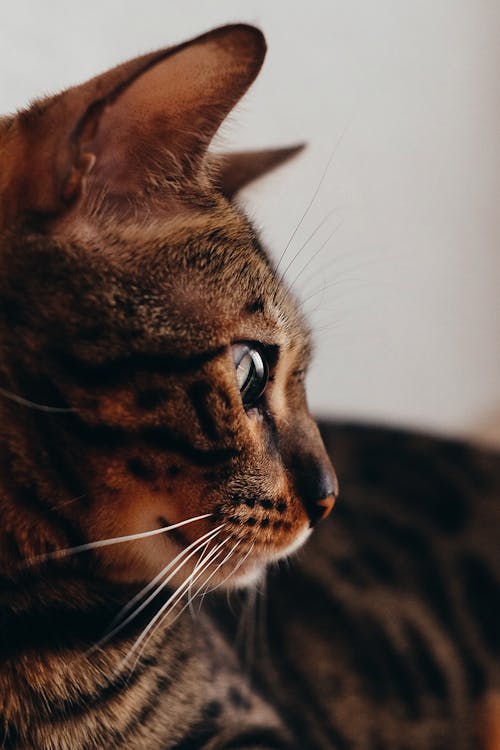 Portrait of Brown Cat 