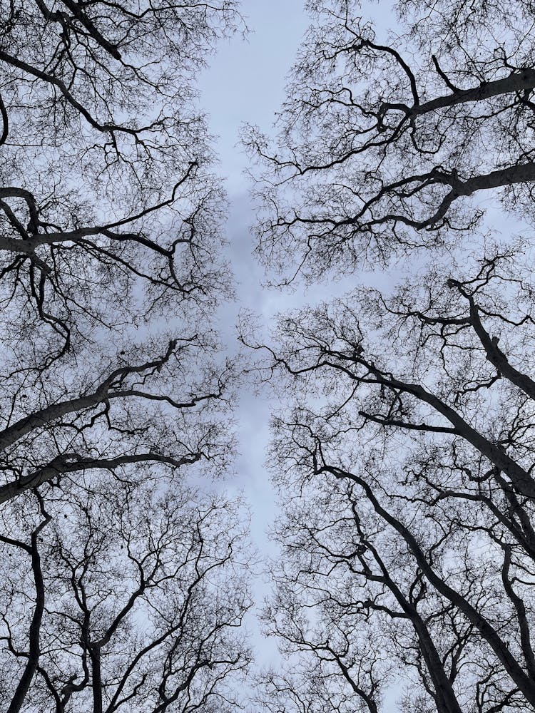 Worm's Eye View Of Leafless Trees Under Blue Sky