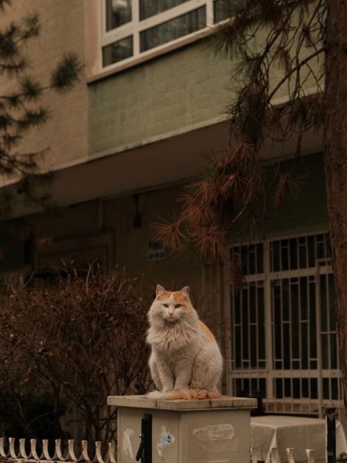 Free A fluffy cat sits adorably on a fence post against a urban backdrop, evoking a cozy feel. Stock Photo
