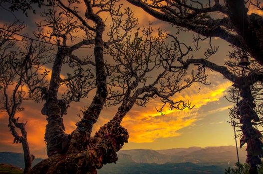 Barren Trees against Dramatic Sky