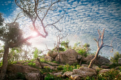 Free Trees and Rocks in Wide Angle Stock Photo
