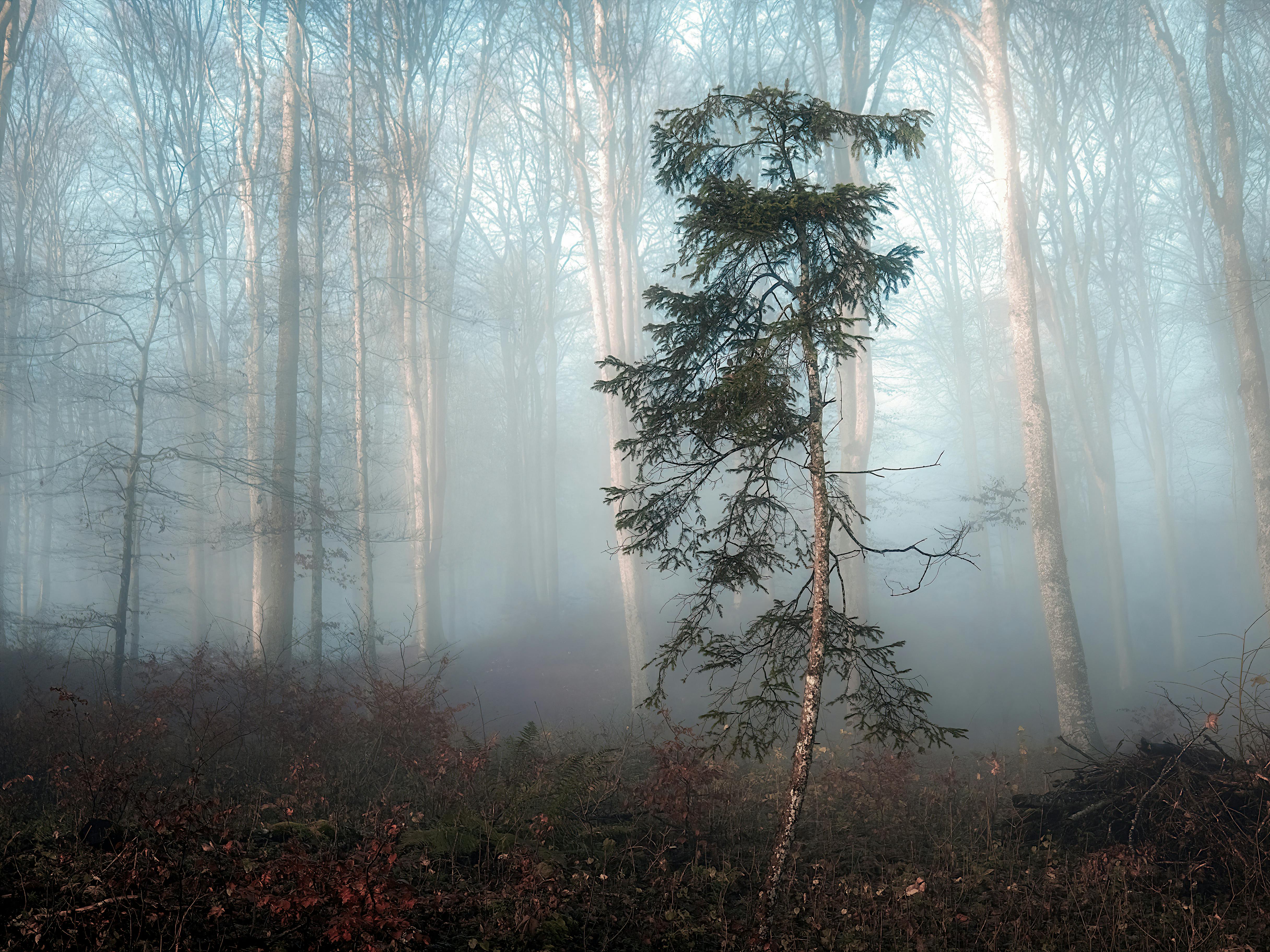 Trees In The Foggy Forest · Free Stock Photo