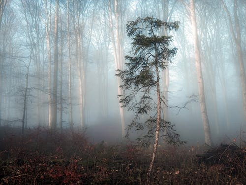 木, 森の中, 森林の無料の写真素材